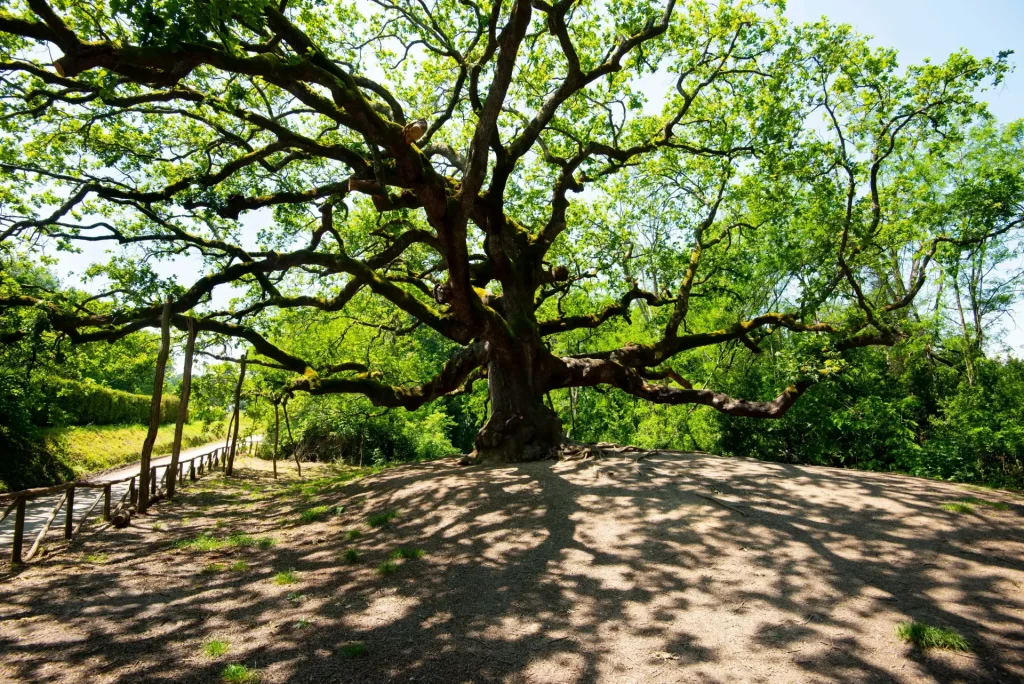 Parco di Pinocchio: un viaggio nella fiaba 3 AdobeStock 618984191 min